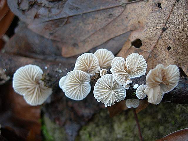 Nel  Regno  della  Jurana